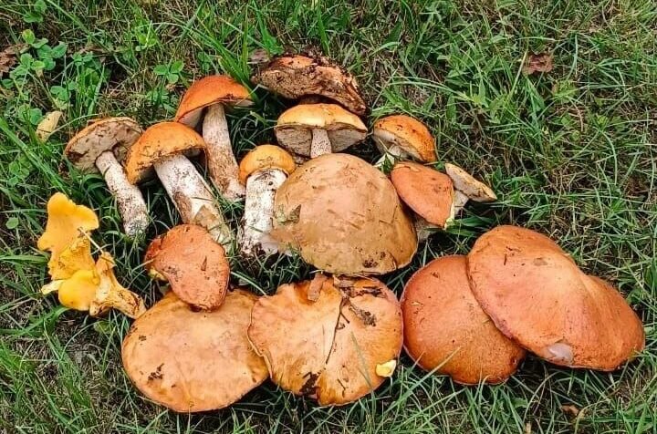    В Бузулукском бору после проливных дождей появились первые грибы Андрей Севостьянов