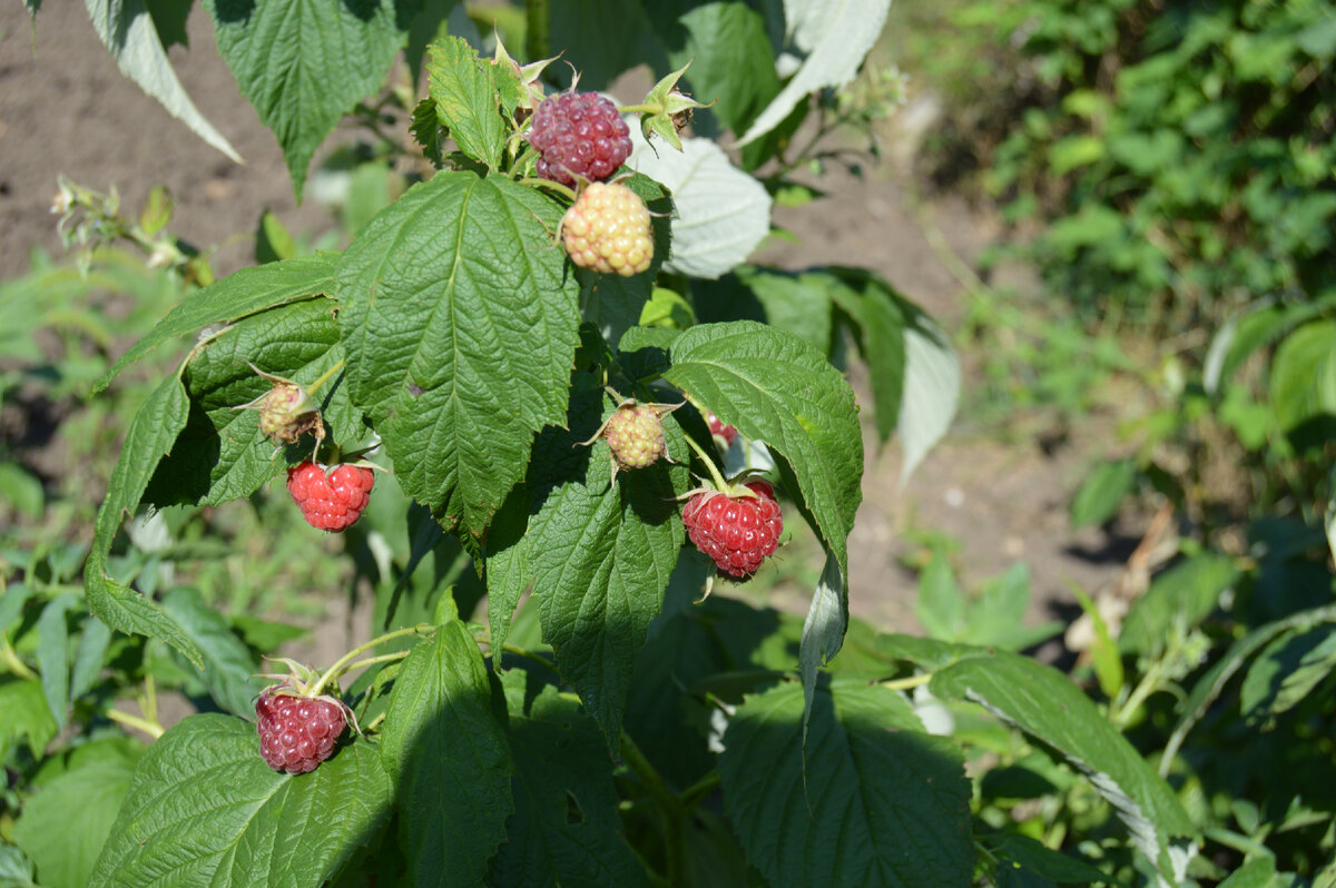 Фото автора. 20.07.2023. Ягода малинка!