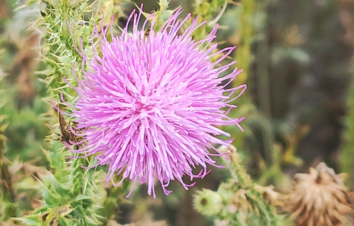 Он появился из ниоткуда и с ножом. | Коп для души | Дзен