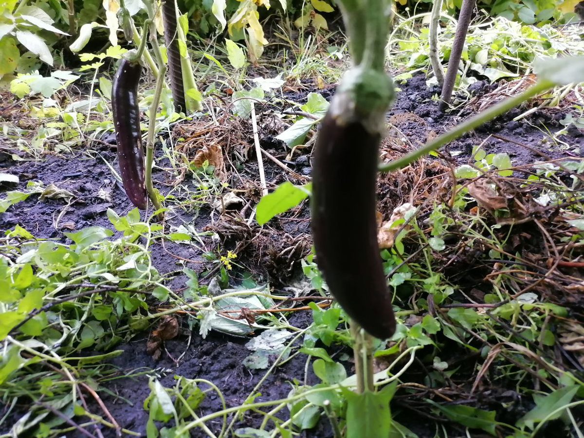 Баклажаны пересортицей