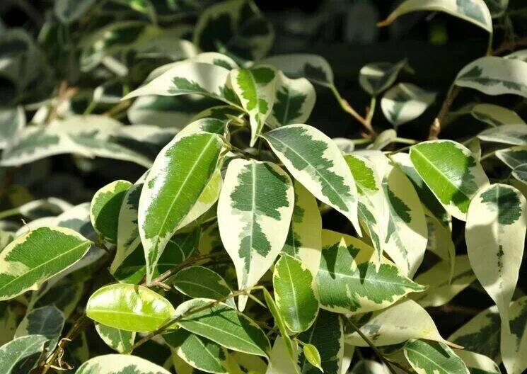 Фото: vokrugsada.ru