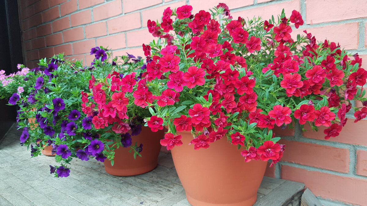 Калибрахоа махровая Neo Double Dark Red