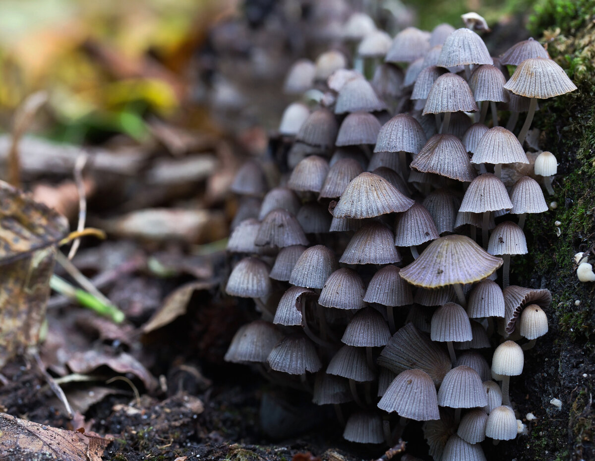 У этих чудесных чернильных грибов (Coprinellus dispinatus), сфотографированных в Лондоне, 143 половых типа, каждый из которых способен спариваться с любым из остальных.