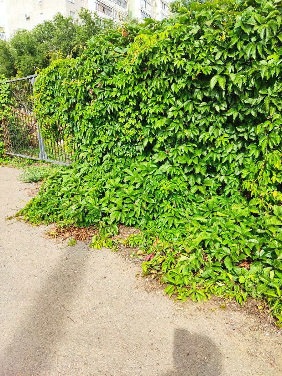 Личное фото