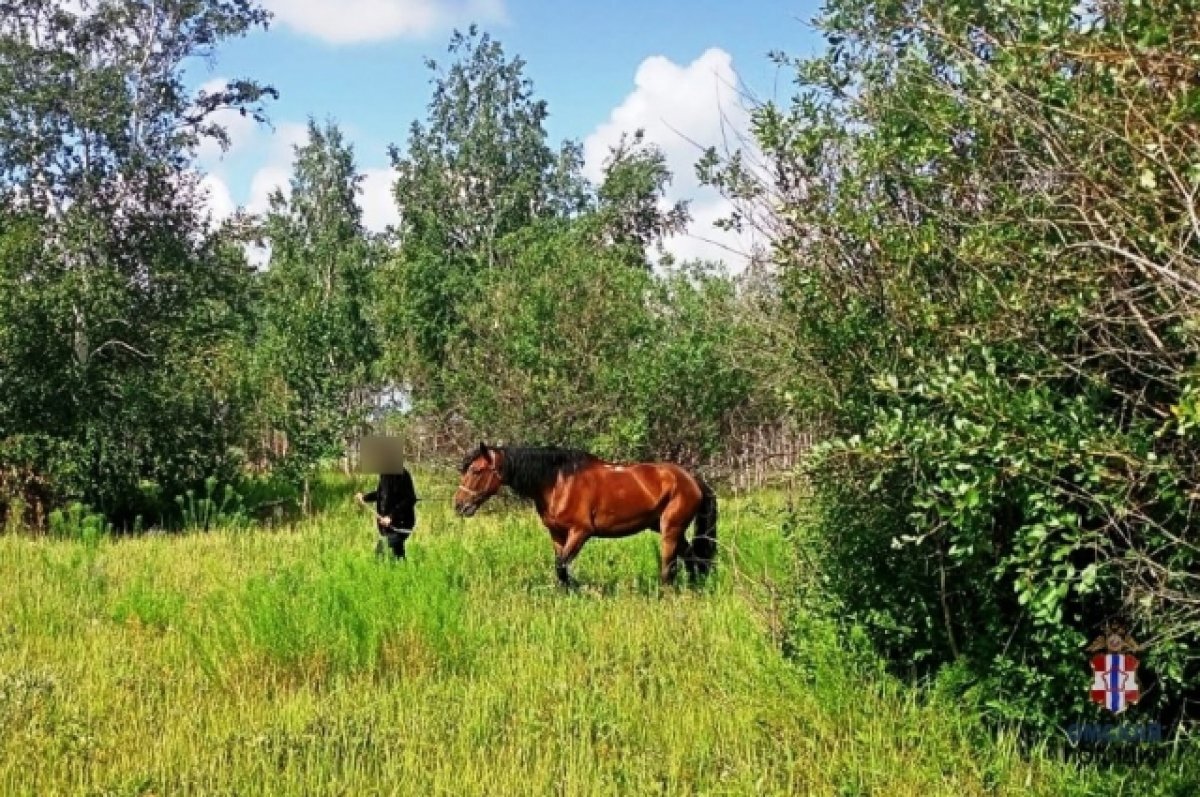    В Омской области украли коня и отвели его в лес