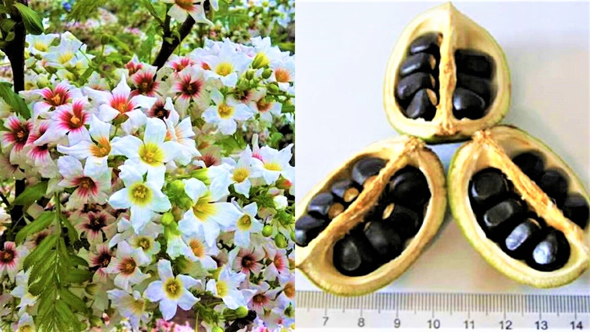 Неповторимой красоты неприхотливый кустарник с деликатесными плодами ...