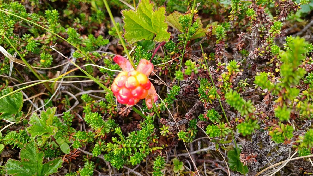 Ягода для компота не должна быть перезрелой.