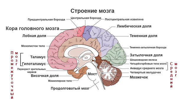 Строение мозга человека схема