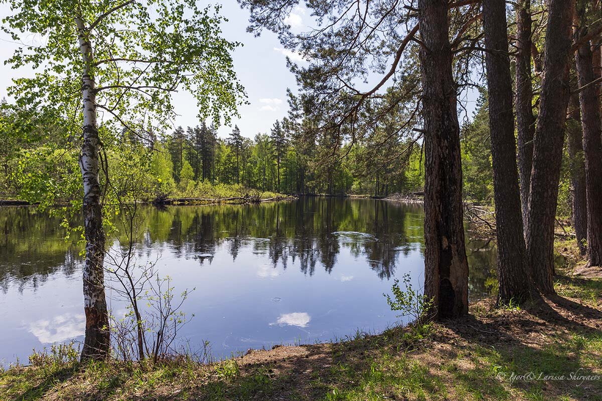 река пра рязанская карелия. парк мещера во владимирской. национальный парк мещерский рязань. мещера мещерский парк. мещера 1.