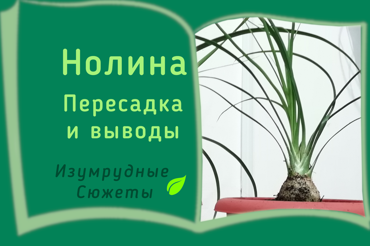 Пересадка нолины