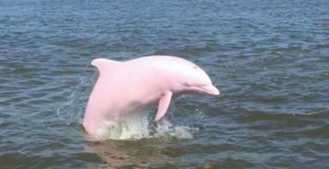    Фото: t.me/Reddit