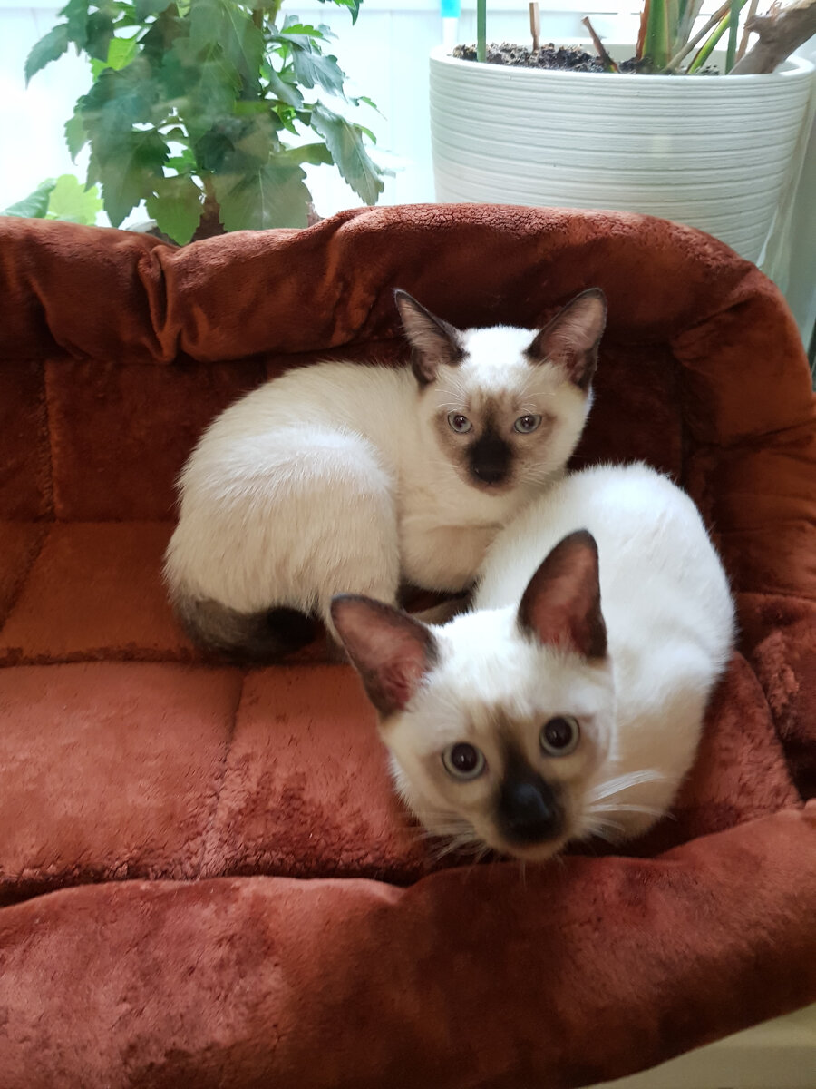 Мои-мои коты-коты!