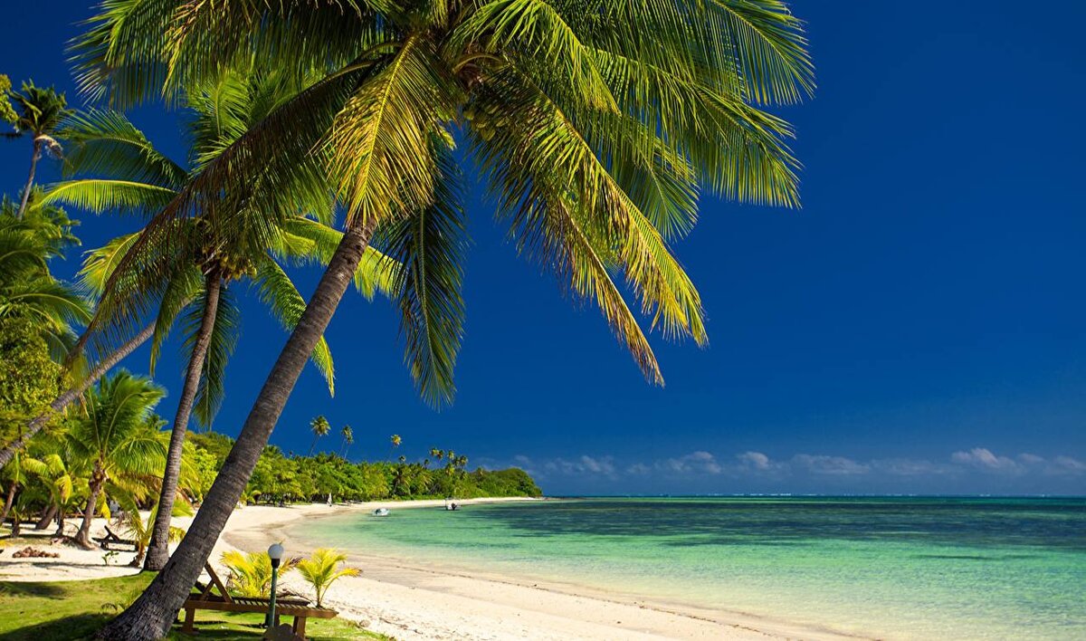 Пальмы, на самом деле, не деревья - это просто большие растения, вроде бамбука