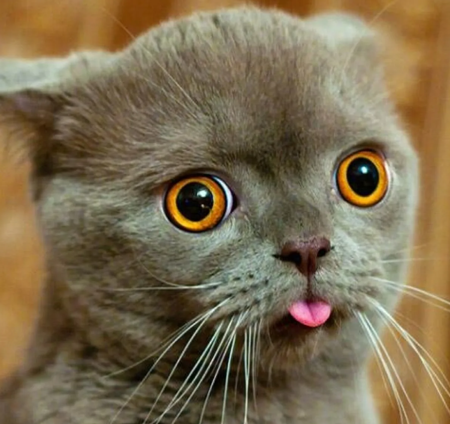 Ди бе бе. Бе бе бе картинки прикольные. Stupid looking Cat. Cat with tongue out meme.