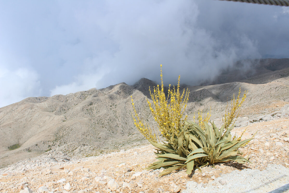 Местное растение