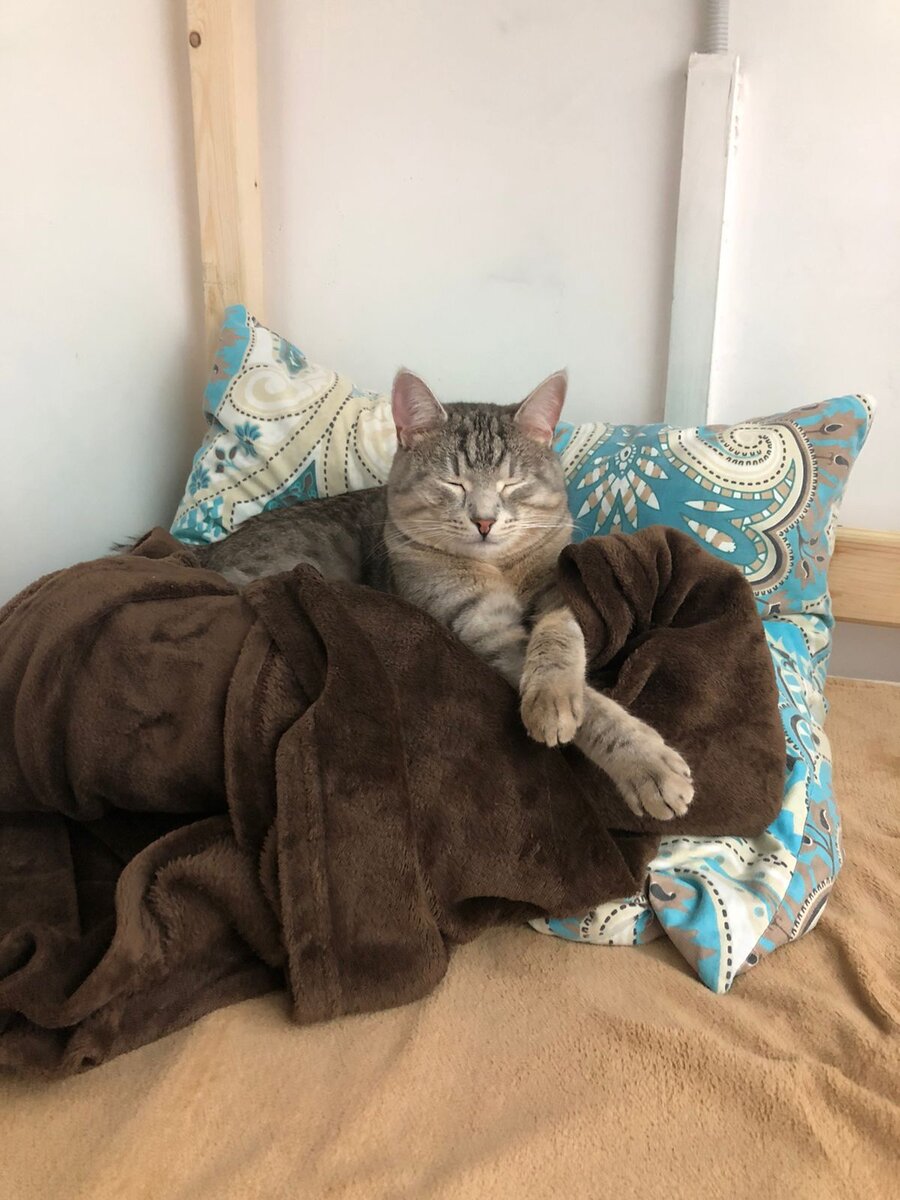 Сладкий котик