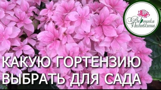 КАК ВЫБРАТЬ ГОРТЕНЗИЮ ДЛЯ САДА