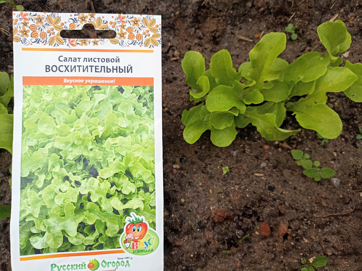 Салат листовой Восхитительный на 04.08.23. Фото автора