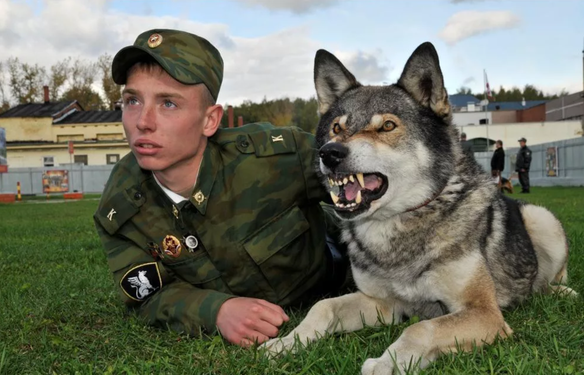 Волк по немецки. Волкособ Вульф черный. Волкособ и Доберман. Волкособы фото смешные фото. Вадим такменёв служебные собаки.