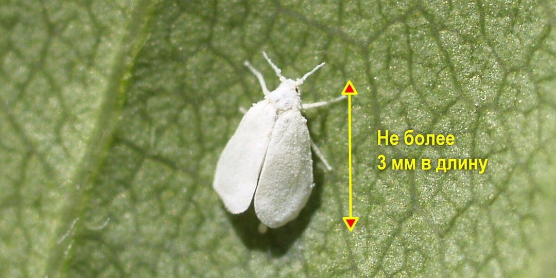 Как бороться с белокрылкой?