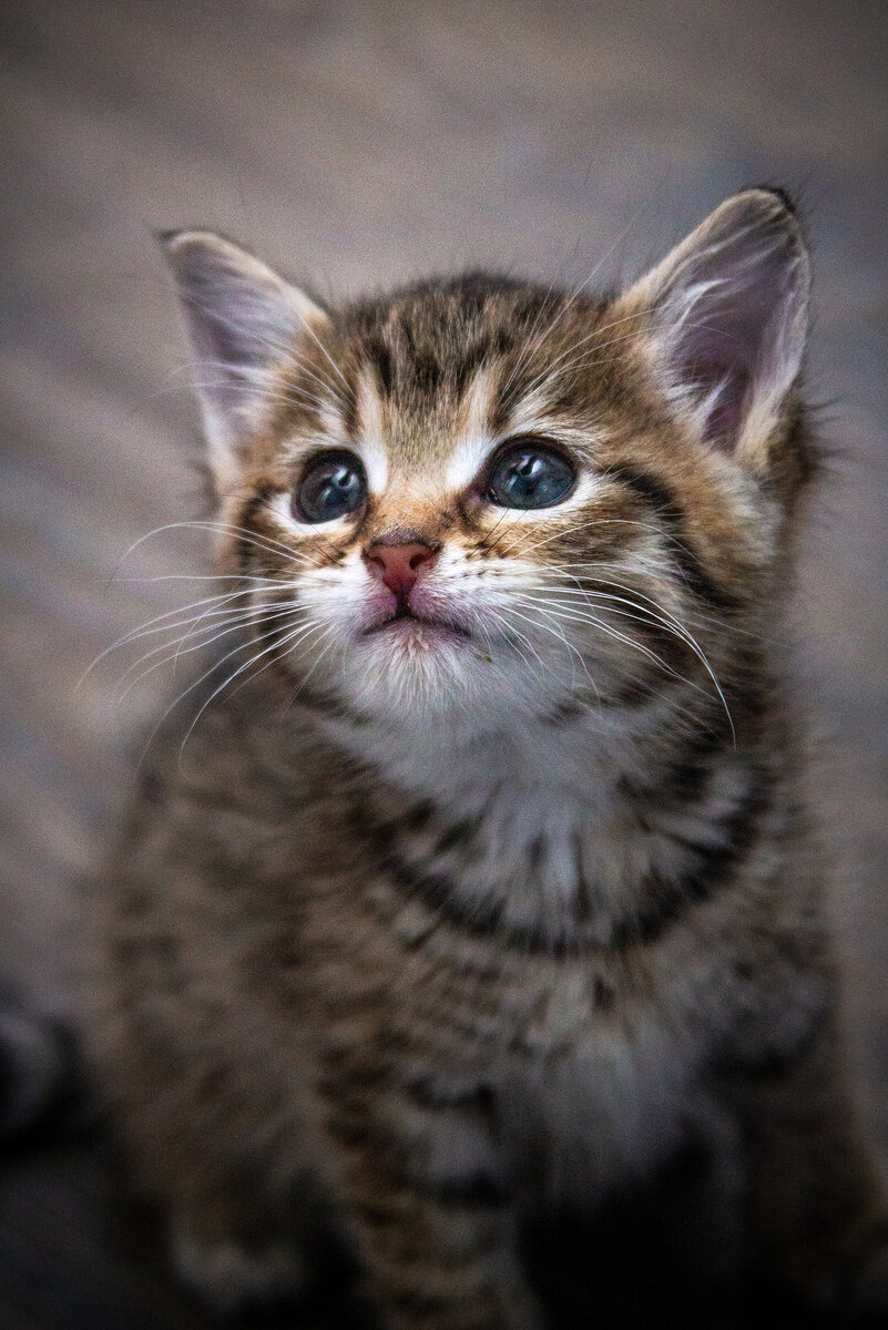 Котенок 3 месяца купить на Зозу.ру