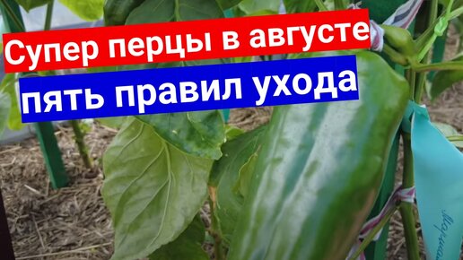 Особенности выращивания перца в августе без ошибок. Пять основных правил ухода.