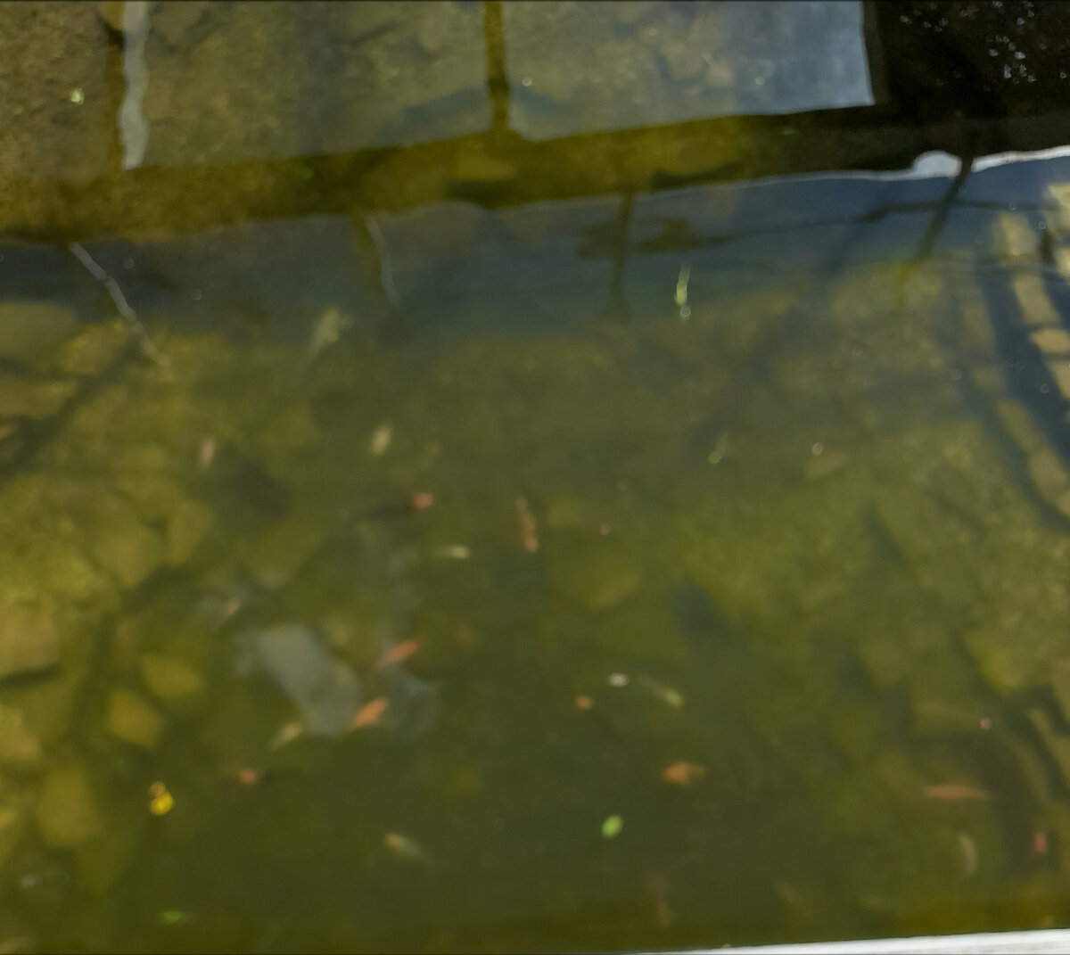 Если присмотреться, то там плавают рыбки. Фото автора. 