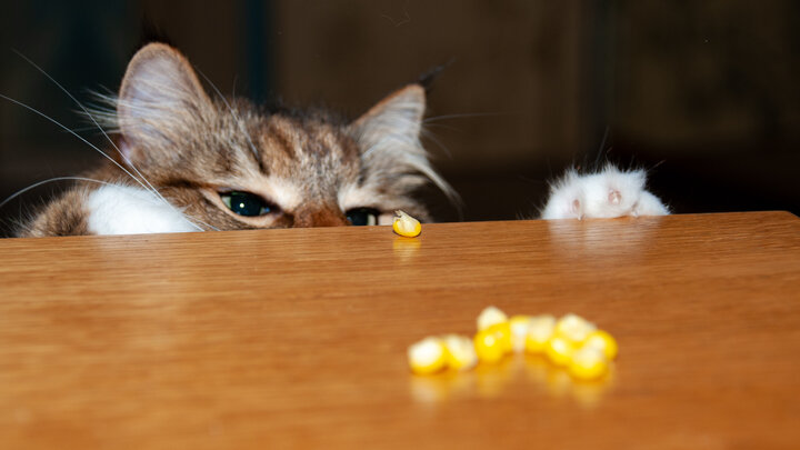 SVETLANA VOZMILOVA/GLOBALLOOKPRESS 