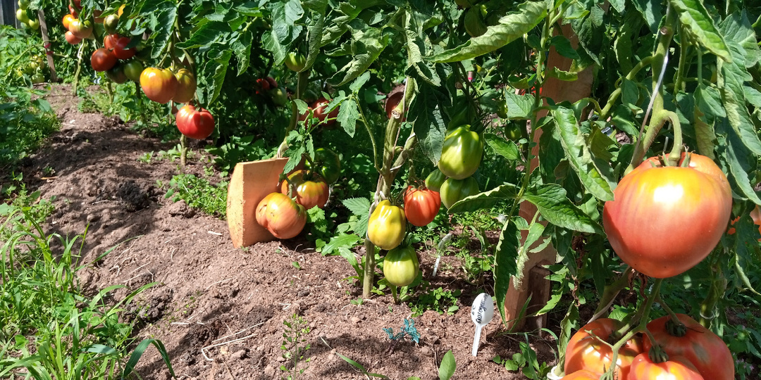 Дела огородные: мои томаты в ОГ "сошли с ума", а арбузы по весу догоняют "южан"