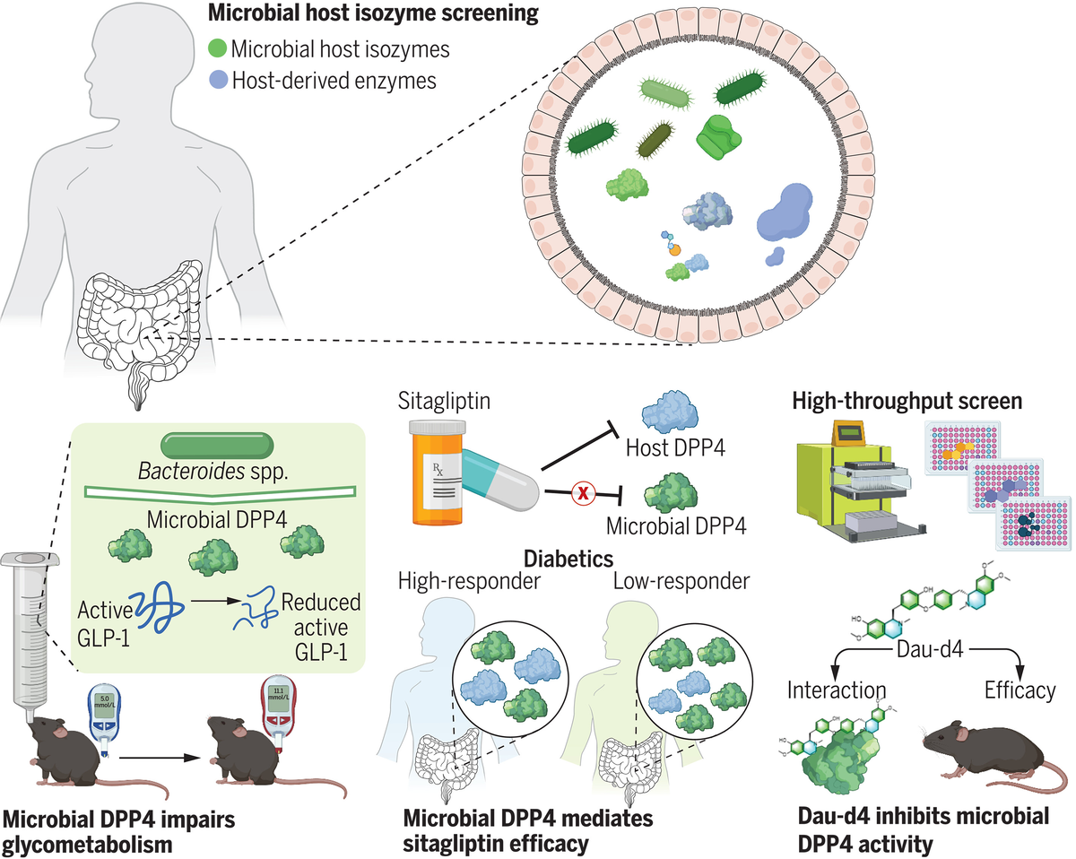 Открытие и ингибирование изофермента, регулирующего метаболизм микроорганизмов кишечника и хозяина. Различия в микробиоте кишечника могут объяснить, почему одни люди отвечают на антидиабетические ингибиторы DPP4, а другие - нет. С помощью системы скрининга активности ферментов были выявлены изоферменты DPP4 микроорганизмов кишечника, которые могут снижать уровень активного GLP-1, но не могут быть ингибированы ситаглиптином. Высокопроизводительный скрининг выявил Dau-d4 в качестве селективного ингибитора микробного DPP4 для повышения активности GLP-1 и улучшения толерантности к глюкозе.