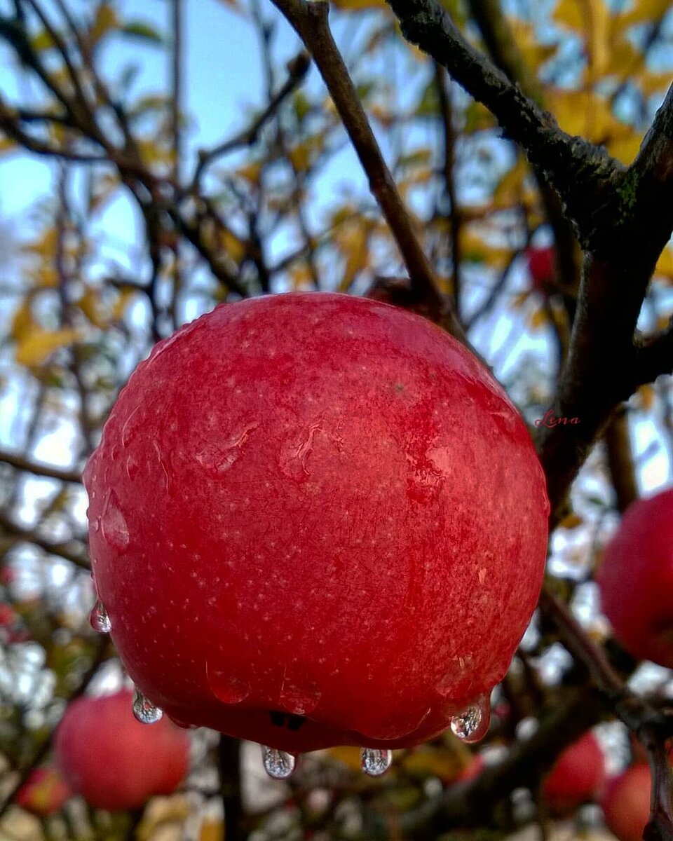 Фото сделала после дождя🍎🍏 "Считается, что чем щедрее человек в этот день будет угощать всех яблоками, тем добрее к его погибшим родственникам отнесется Бог. Действительность такова, что яблоки затмили собой настоящий смысл праздника, и Преображение Господне превратилось в массовое освящение яблок. Однако и у традиции освящения есть свои корни. Считается, что созревание плодов в конце лета - это своеобразная награда за целый год тяжелого труда, и, освящая плоды в день Преображения, Церковь тем самым освящает все земные труды Божией благодатью."