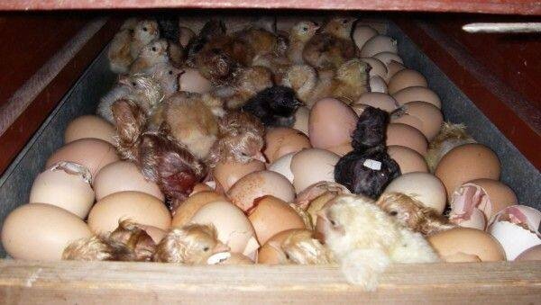 Сколько времени курица высиживает яйца