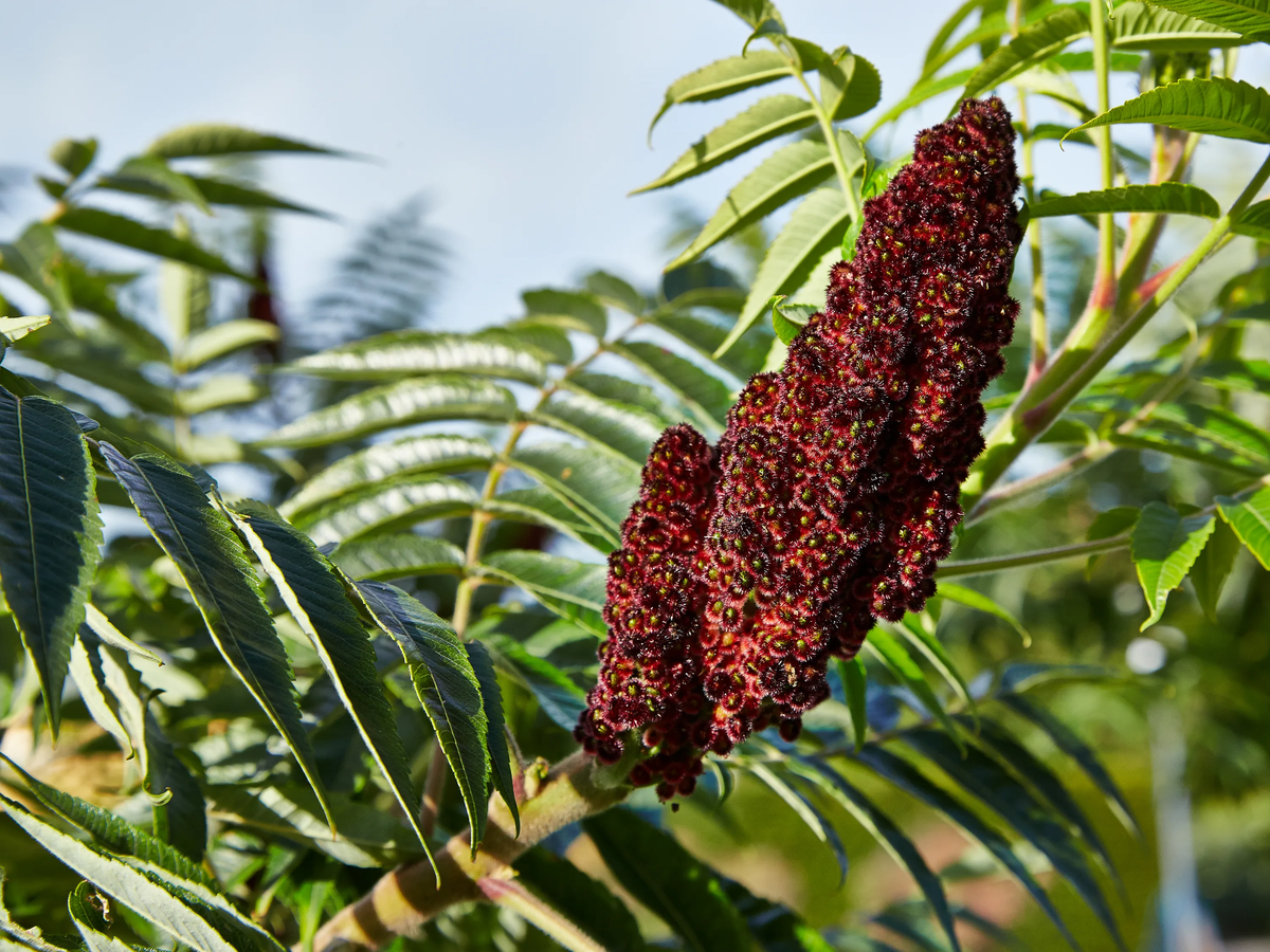 Rhus typhina f. laciniata