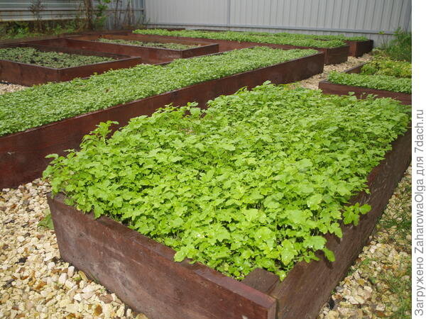 горчица на высокой гряде