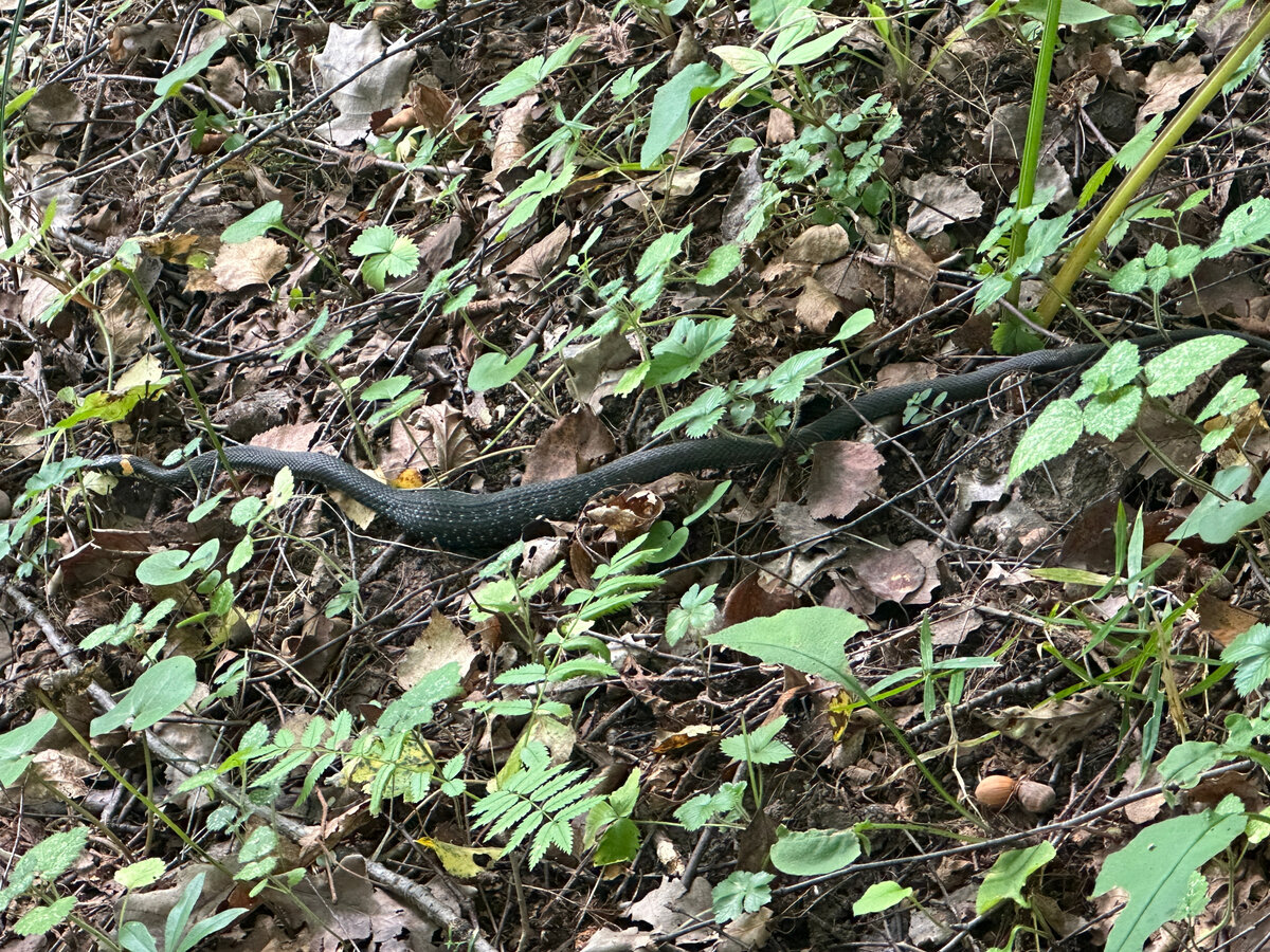 Уж, недавно закусивший кем-то крупным (лягушкой, скорее всего - она так и выпирает в области его желудка). Ползти ему сейчас тяжело и не хочется. И он не без основания ждет, что я оставлю его в покое блаженного переваривания.