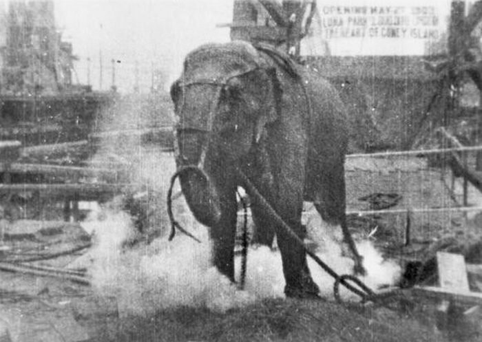     «Казнь слона», 1903 «Казнь слона», 1903