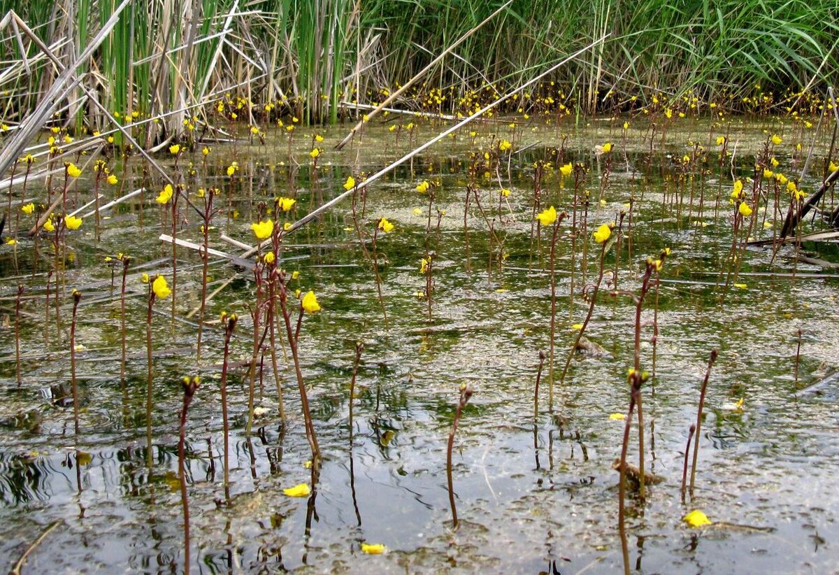 Пузырчатка растет. Пузырчатка растение хищник. пузырчатка (utricularia). пузырчатка обыкновенная растение. пузырчатка необыкновенная.