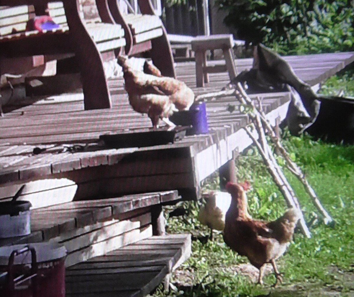 Фото автора. Подсобное хозяйство, к сожалению, не моё. Не хватает времени, да и опыта по выращиванию этой замечательной птицы.