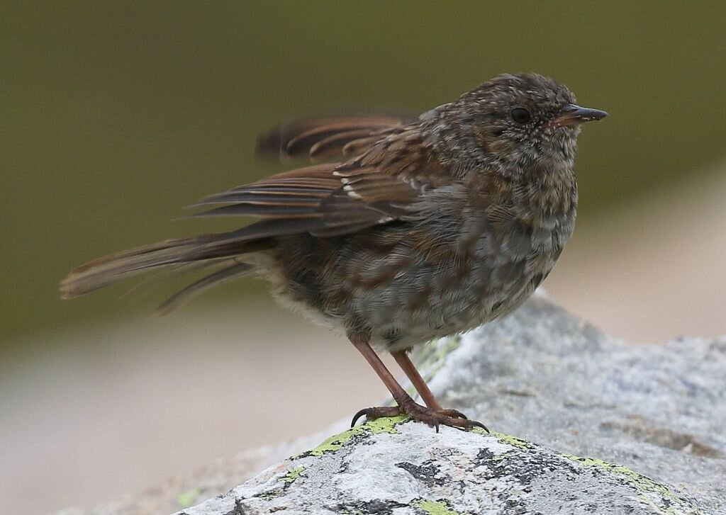 Лесная завирушка, Грузия, фото Luca Boscain