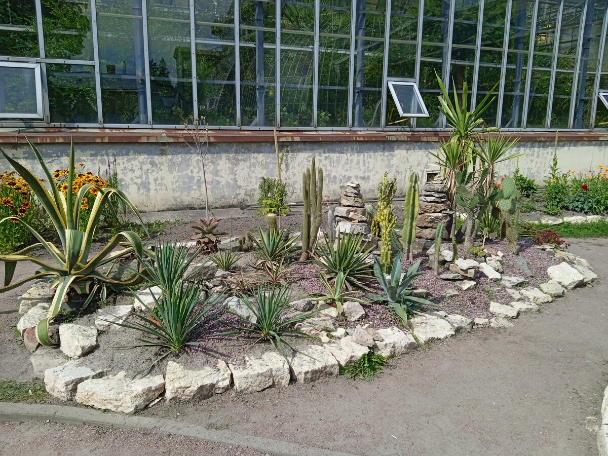 "Чуждые планты" - суккуленты - агавы и кактусы)