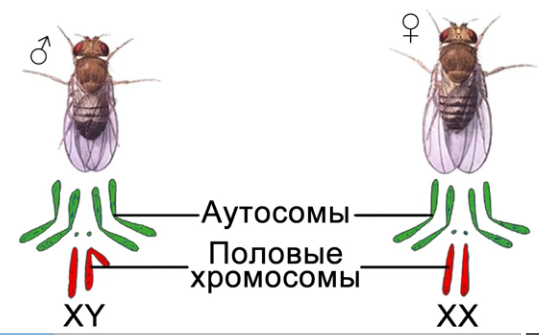 Хромосомы муха