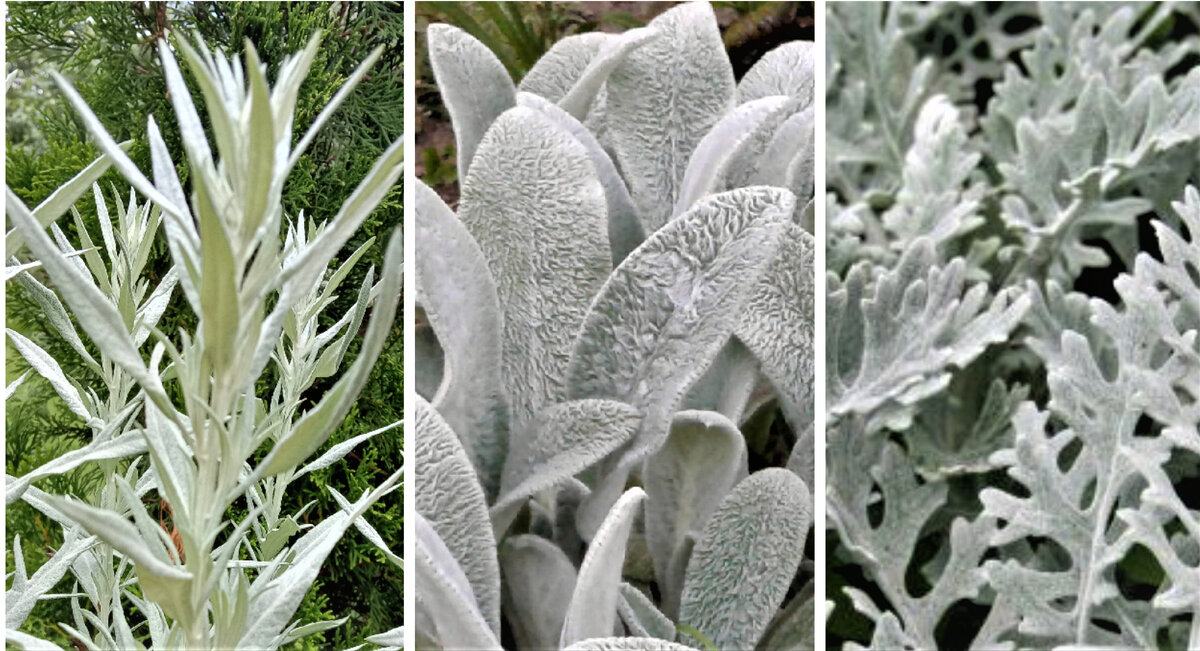 полынь,чистец, цинерария 