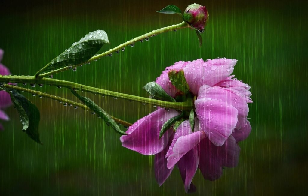    Фото: Pixabay Милана Соболевская