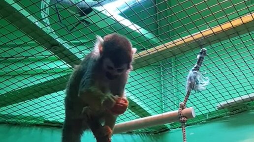 Творческая студия | Обезьянки в Челябинском зоопарке | Дзен