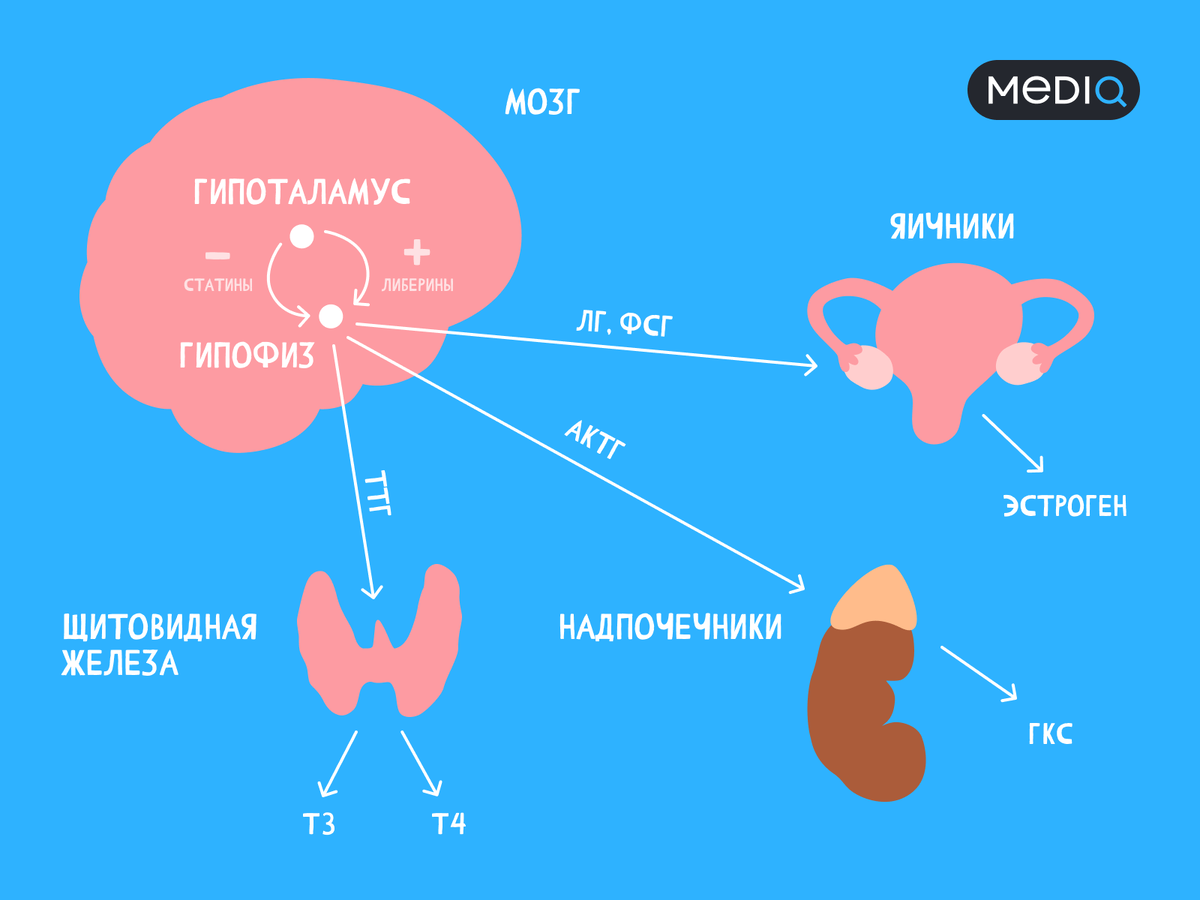 Опухоли гипофиза: симптомы, признаки, диагностика, лечение, прогноз