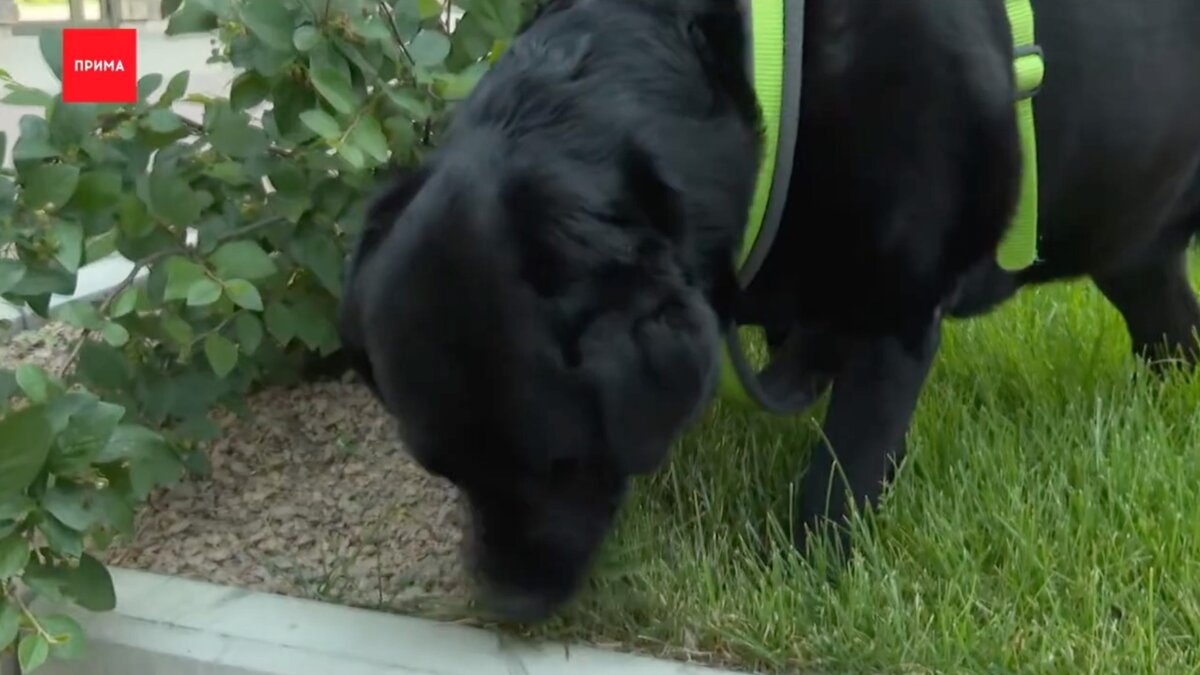     Жительница Красноярска Екатерина рассказала, что её собаку ударило током во время прогулки по центральной улице города.