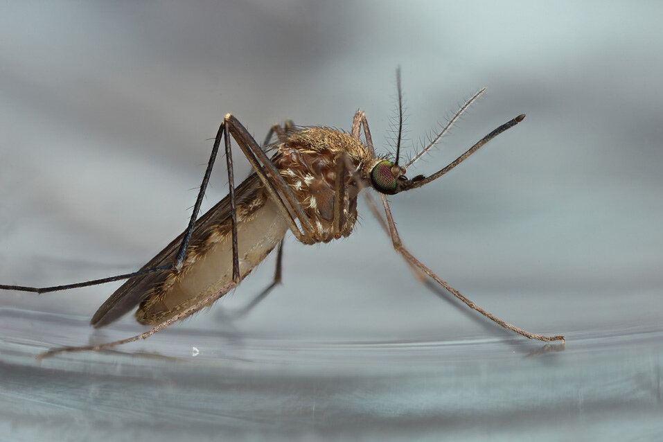 Фото комара. Самцы комаров семейства Culicidae. Кровососущие комары Culex. Москит насекомое. Фотография комара.