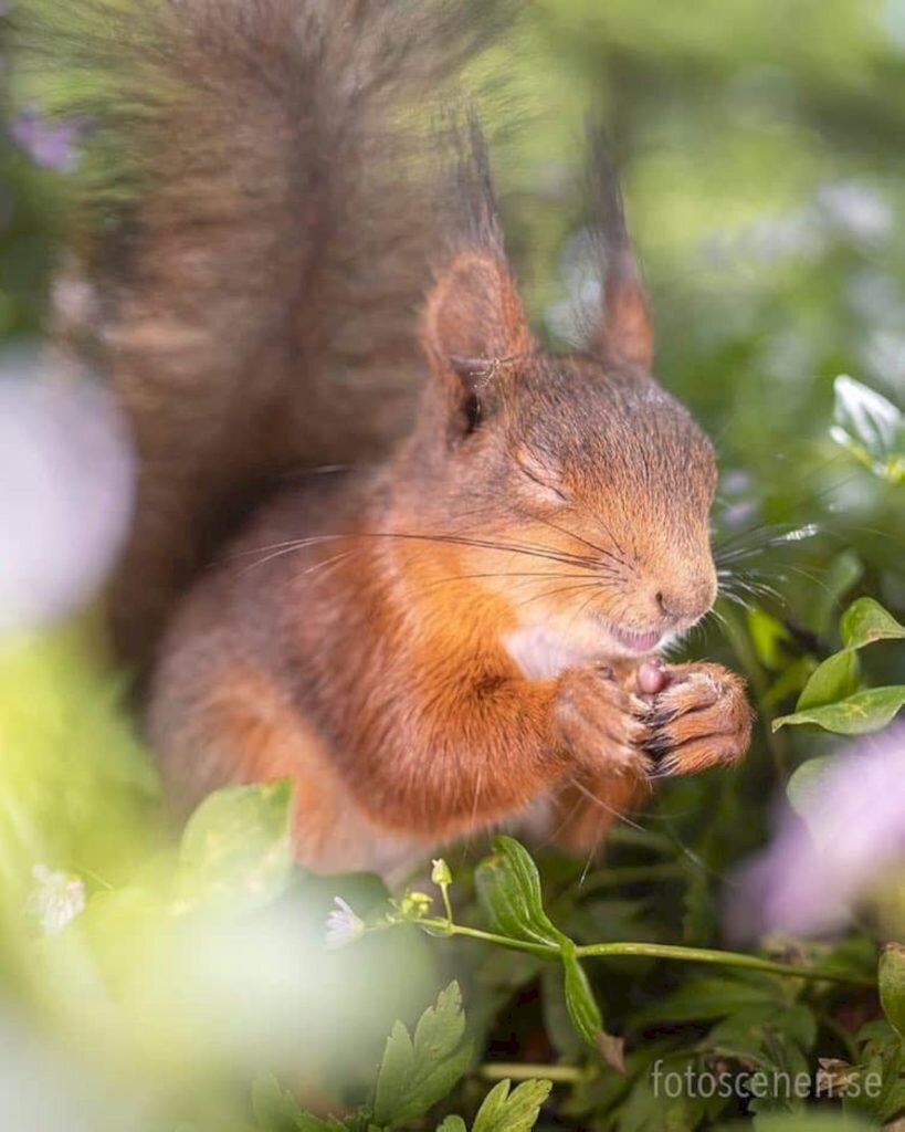     Фото: Johnny Kääpä