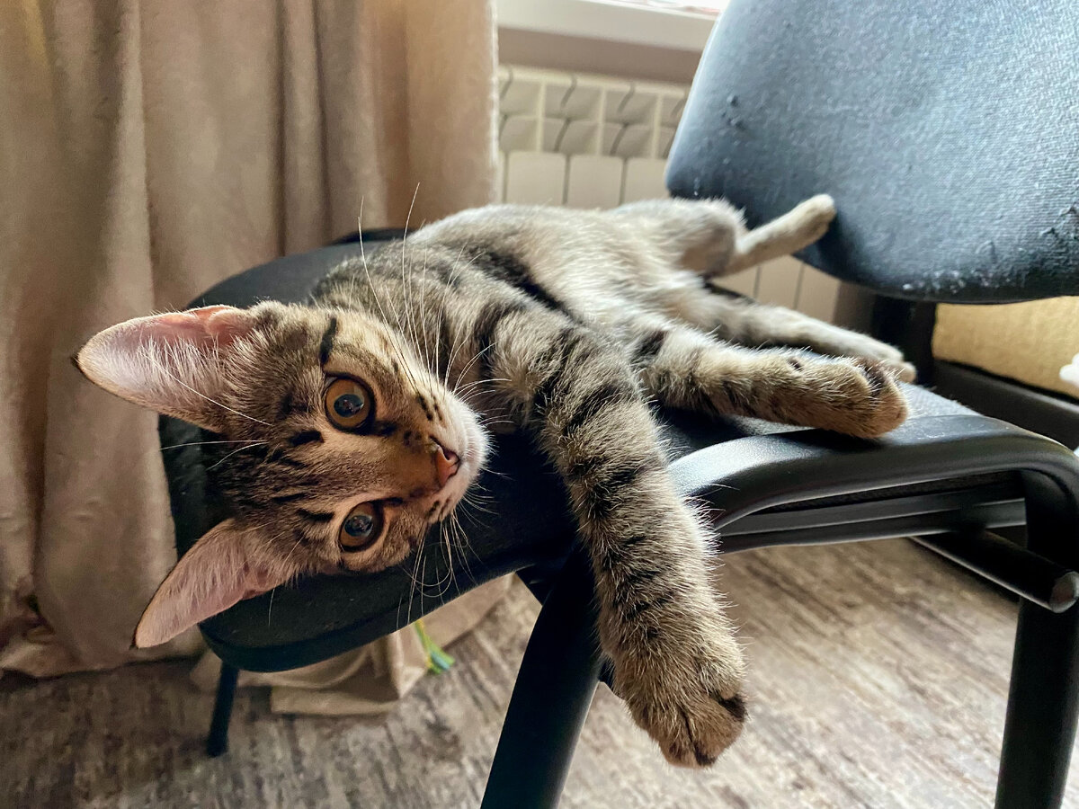 Кроха отдыхает после шумных игр