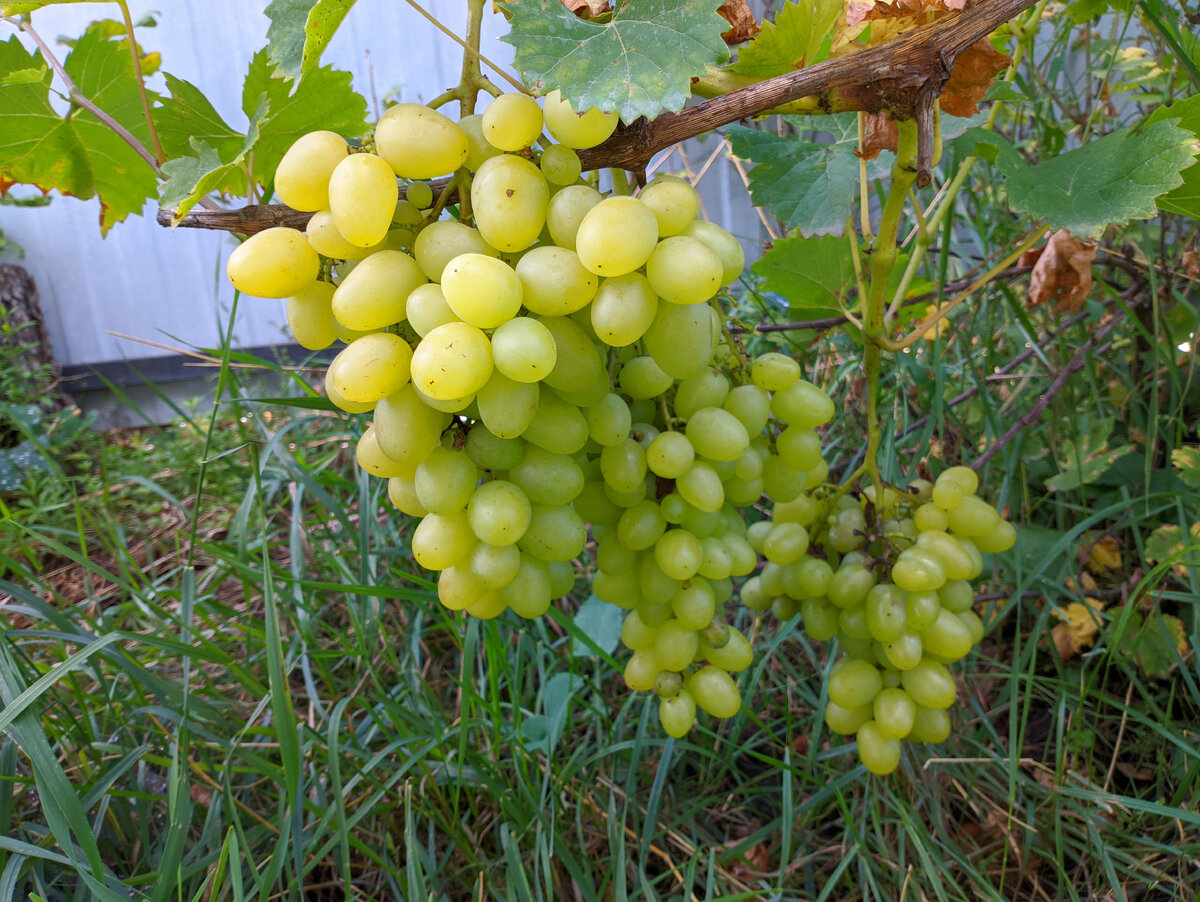Виноград сеня